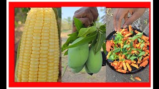 ஸ்வீட் கான் தவாஃபரை |sweet corn Tawa fry | spicy mango recipe #Video