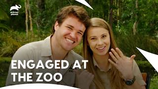 Bindi’s 21st Birthday Turns Into Surprise Proposal | Crikey! It's The Irwins S2 E12 | Animal Planet