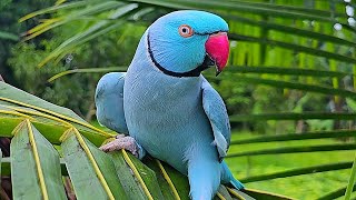 Blue Ringneck Parrot Sounds