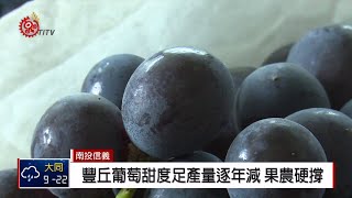 豐丘葡萄農忙採收 果實不佳憂血本無歸 2018-11-29 IPCF-TITV 原文會 原視新聞