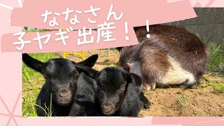 ヤギの出産　ナナさん　子やぎを産む！！