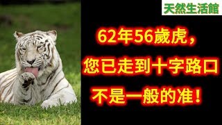 62年生肖虎，您已走到十字路口，不是一般的准！