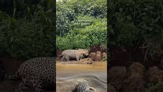 A pair of jaguars are taking a leisurely stroll, unaware of an estuarine crocodile approaching