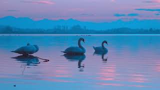 Relaxing Music for Stress Relief Calm Music for Meditation Sleep Relax morning night Healing Therapy