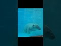 水中からご挨拶🌺ロッシー★日本平動物園★polar bear