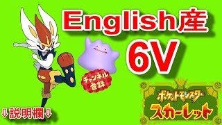 イベマップ 6V 英語版 メタモン配布🔴『ポケットモンスター スカーレット・バイオレット』「ポケモン」「Pokémon」「scarlet」「violet」「ポケモンSV」