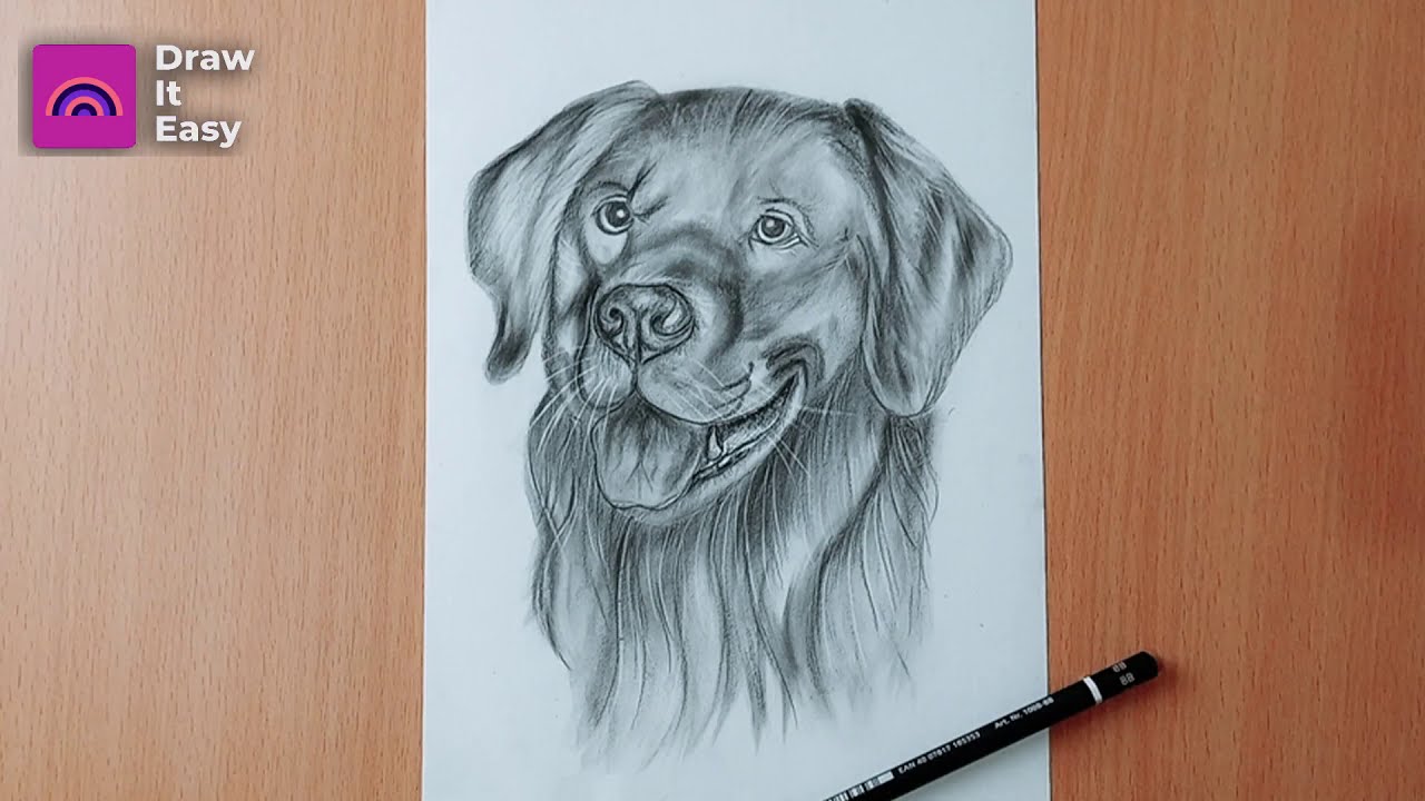 How To Draw A Dog Face Realistic