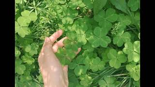 what is Clover 🍀 / tamil / detailed...