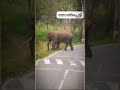 തോൽപെട്ടി ൽ ആന ഇറങ്ങിയപ്പോൾ shorts elephant