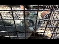 wild cat catching traps for attack hen