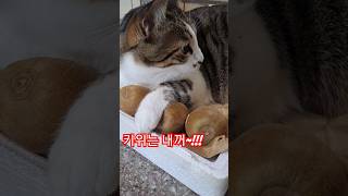 키위를 사수하는 식탐많은 고양이 ~🐱