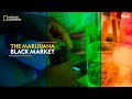 The Marijuana Black Market | Trafficked with Mariana Van Zeller | Full Episode | S02-E03 | हिन्दी