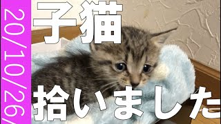 生後1ヶ月の子猫がやってきました。【保護猫】