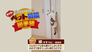 【我が家のペット特技選手権】絣[かすりん]（倉吉市）