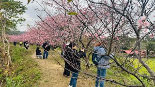 2025年元月26日/新竹関西坪林國小前/櫻花及油菜花/芎林姜家祠堂梅花/新埔老街