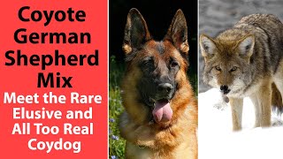 Coyote German Shepherd Mix: Meet the Rare, Elusive and All Too Real Coydog
