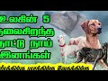 உலகின் 7 தலைசிறந்த வேகத்திற்கும் வேட்டைக்கும் பயன்படும் நாய் இனங்கள் top 7 sight hound race dogs