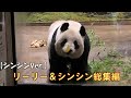 【シンシン編】ありがとうリーリーとシンシン総集編giantpanda @tokyo 上野動物園