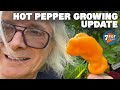 2021 Hot Pepper Grow Season Episode 6: Peppers are Popping!