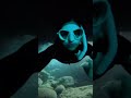 let s go freediving freediving diving