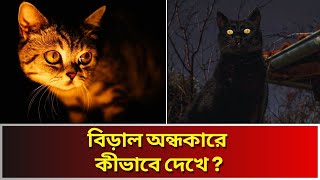 বিড়াল অন্ধকারে দেখতে পায় অথচ আমরা পাই না কেন ? What do cats see at night