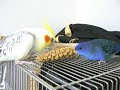 【オカメインコ】【サザナミインコ】粟穂を仲良く食べるそらとミモル①