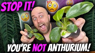 The Philodendron that thinks it's an Anthurium!? | Importation, Tissue Culture, Aussie Extinctions