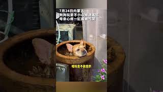 狗狗玩耍不小心掉進醬缸，母親心疼一缸醬被氣哭