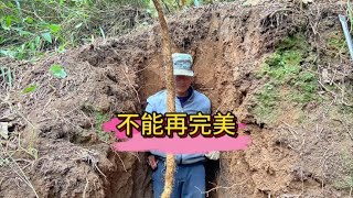 你敢信？挖山药竟然挖出了传说中的五色土#野生山药