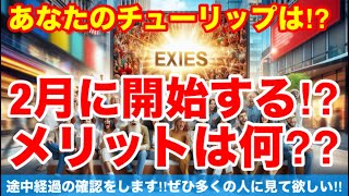 【あなたのチューリップは⁉︎】2月に開花するメリットは何⁉︎Ver463【カーメン君】【チューリップ】【球根】【宿根草】