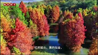 南京燕雀湖冬景：五彩斑斓的落羽杉！金黄色梧桐大道形成的项链！