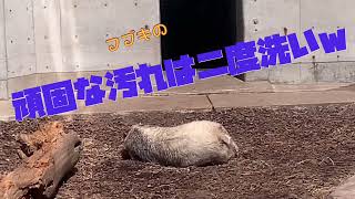 プールの季節到来♪泥んこになったって‥茶グマになったって‥瞬く間にシロクマに元通り♡男鹿水族館GAOのホッキョクグマ·ᴥ·フブキ