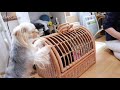 みえちゃんご見学【ヨークシャーテリア専門犬舎チャオカーネ】