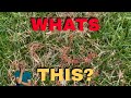 Red Thread Cure Fix without fungicide