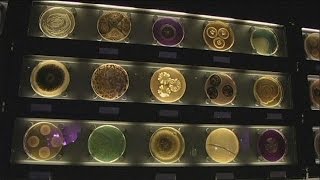 Micropia, un nuevo museo dedicado a los microorganismos - science