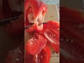 Satisfying Red Bell Peppers Cutting#shorts#asmr#food