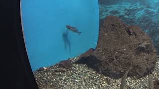 琵琶湖博物館　水族展示　バイカル湖水槽 Lake Biwa Museum Aquarium, Lake Baikal tank