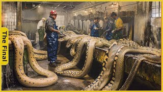 The Horrifying Truth Inside The World's Largest Python Processing Factory | Factory Tour