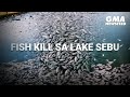 Fish kill sa Lake Sebu | GMA News Feed