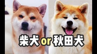 忠犬八公的故乡！去日本这个地方可以和秋田犬亲密接触【软软冰】