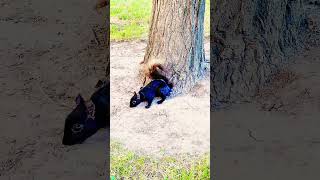 A squirrel has eyes on either side so it can't see when I give it food, right?#shorts #squirrel