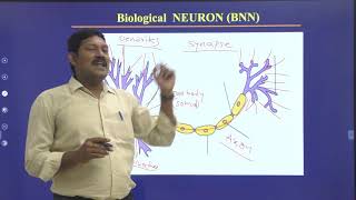 Biological Neural Network (BNN) in Artificial Neural Networks