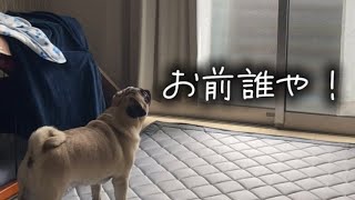 普段吠えないパグがヤツに吠えた。。。