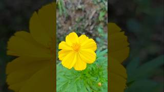 മഞ്ഞ പൂക്കൾ 💛🌼Sulfur cosmos flowers #garden #flowers #nature #trending #shorts