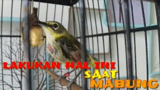 Rawatan terbaik pleci mabung cepat moncer