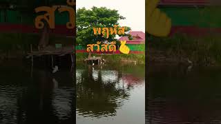 #บรรยากาศสดชื่นยามเช้า #ท้องทุ่งนา #นกออกหากิน #เพลงฮิต #shorts