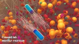 Listeria monocytogenes, a unique model in infection biology