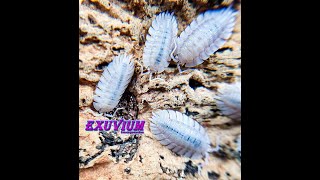 Porcellio spatulatus 'White' isopods