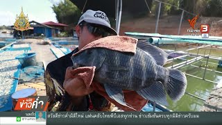 ปลาหมอบัตเตอร์ระบาดในอ่างเก็บน้ำเขื่อนสิริกิติ์