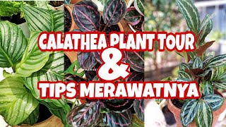 CALATHEA PLANT TOUR & TIPS CARA MERAWATNYA